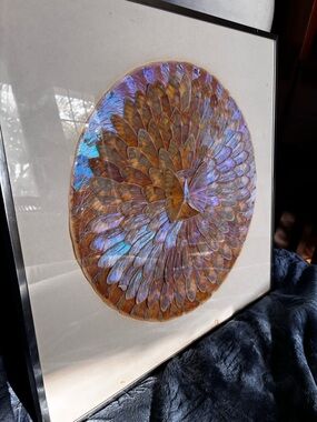 Stunning vintage large framed morpho butterfly wing art. Color changing!